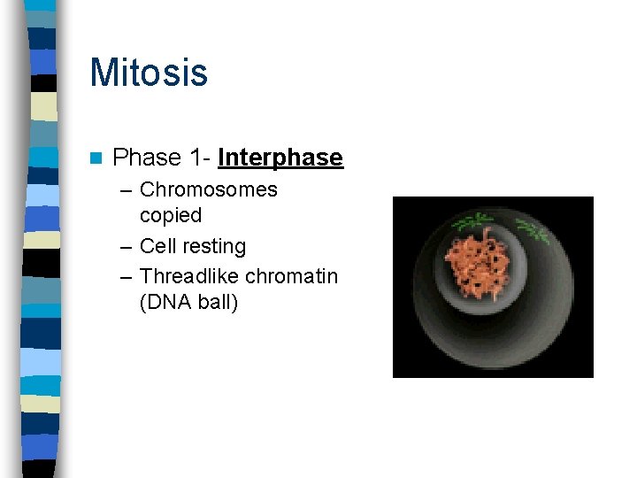 Mitosis n Phase 1 - Interphase – Chromosomes copied – Cell resting – Threadlike