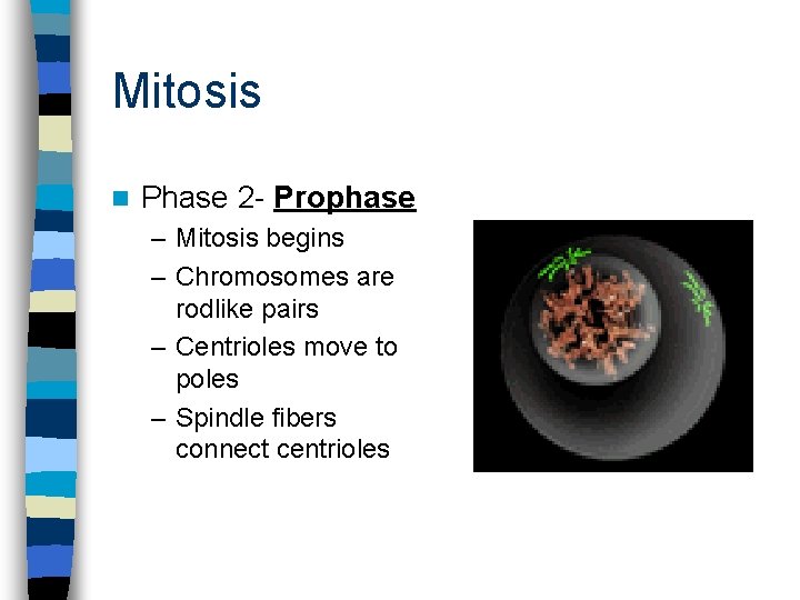 Mitosis n Phase 2 - Prophase – Mitosis begins – Chromosomes are rodlike pairs