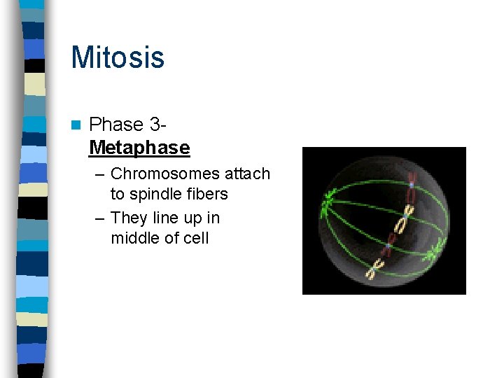 Mitosis n Phase 3 Metaphase – Chromosomes attach to spindle fibers – They line