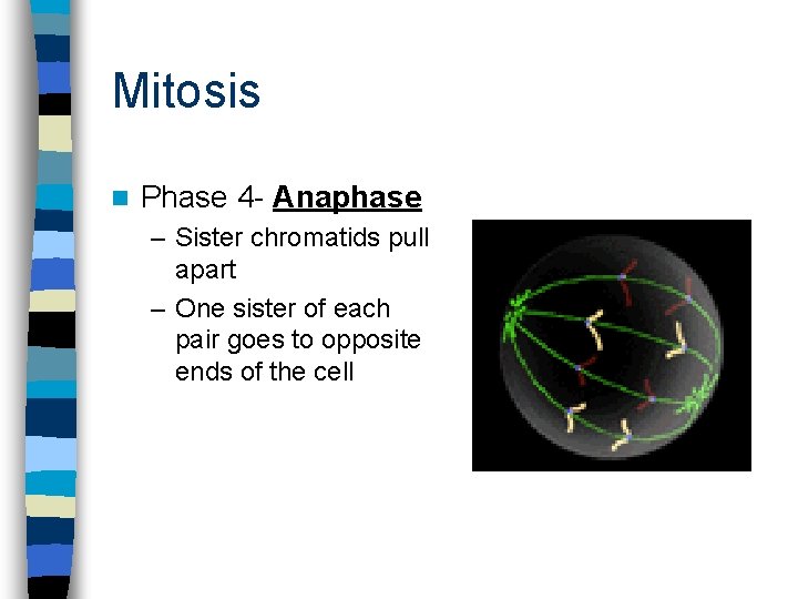 Mitosis n Phase 4 - Anaphase – Sister chromatids pull apart – One sister