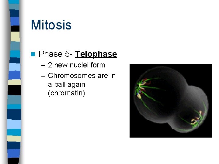 Mitosis n Phase 5 - Telophase – 2 new nuclei form – Chromosomes are