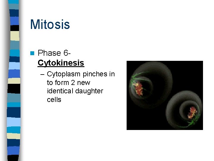 Mitosis n Phase 6 Cytokinesis – Cytoplasm pinches in to form 2 new identical