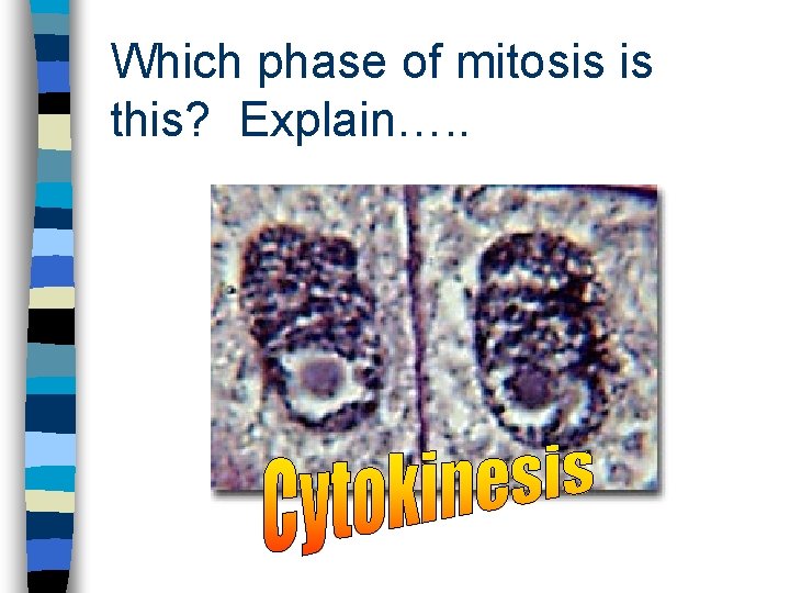 Which phase of mitosis is this? Explain…. . 