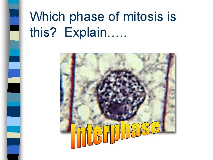 Which phase of mitosis is this? Explain…. . 