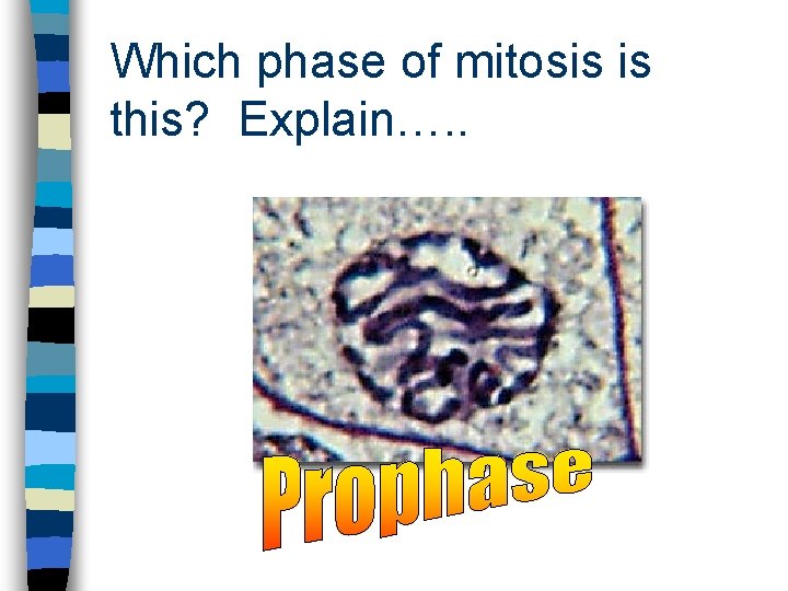 Which phase of mitosis is this? Explain…. . 