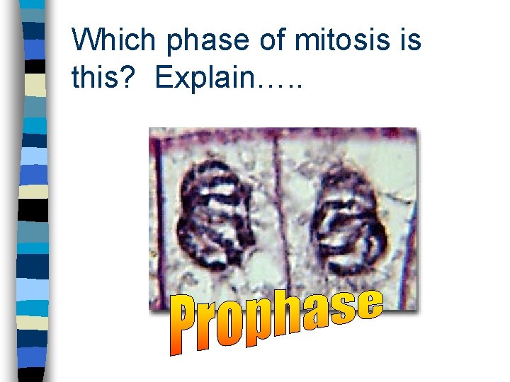 Which phase of mitosis is this? Explain…. . 