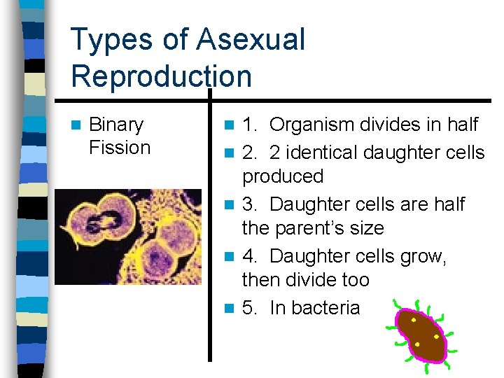 Types of Asexual Reproduction n Binary Fission n n 1. Organism divides in half
