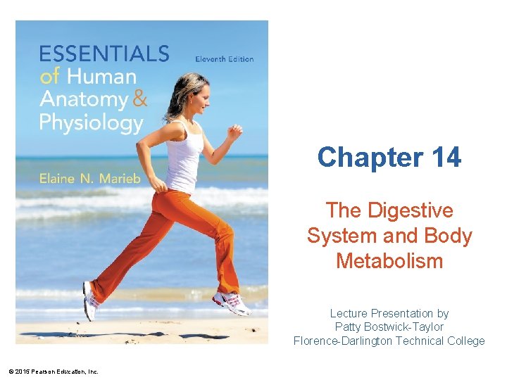Chapter 14 The Digestive System and Body Metabolism Lecture Presentation by Patty Bostwick-Taylor Florence-Darlington