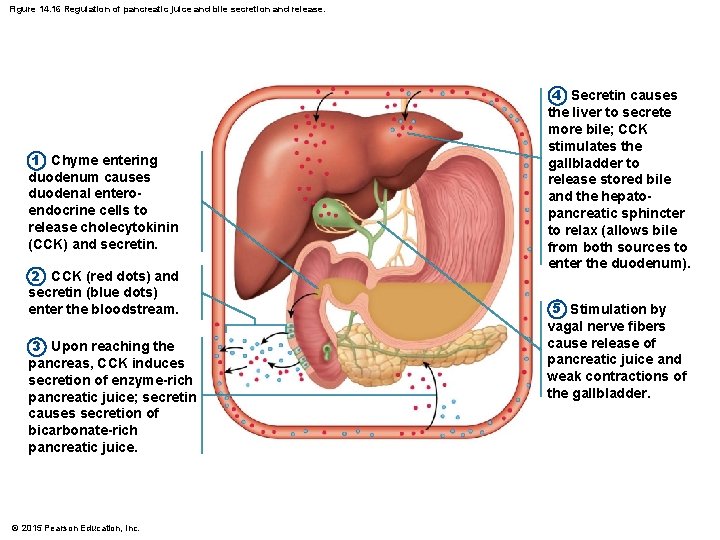 Figure 14. 16 Regulation of pancreatic juice and bile secretion and release. 1 Chyme