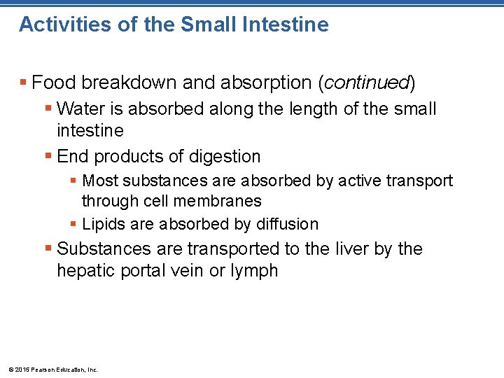 Activities of the Small Intestine § Food breakdown and absorption (continued) § Water is
