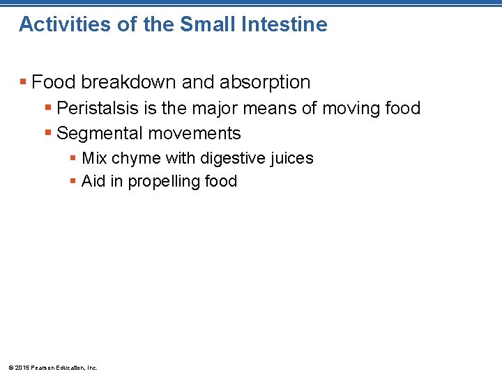 Activities of the Small Intestine § Food breakdown and absorption § Peristalsis is the