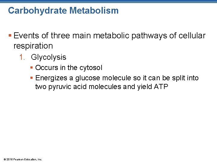 Carbohydrate Metabolism § Events of three main metabolic pathways of cellular respiration 1. Glycolysis