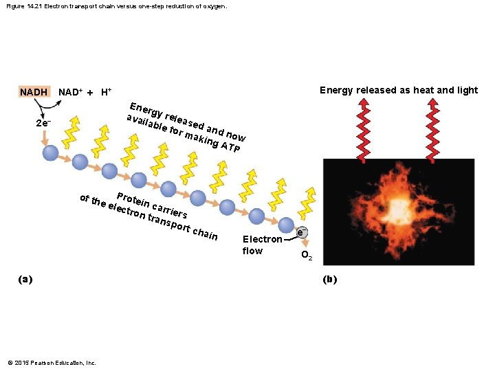 Figure 14. 21 Electron transport chain versus one-step reduction of oxygen. NADH Energy released