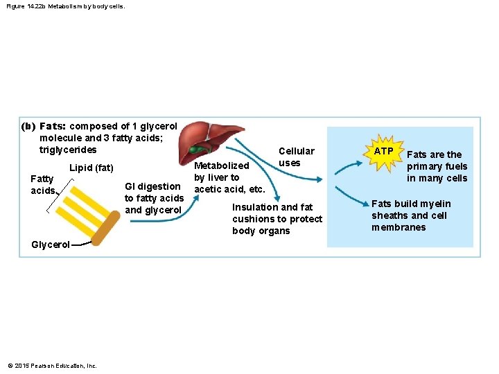 Figure 14. 22 b Metabolism by body cells. (b) Fats: composed of 1 glycerol