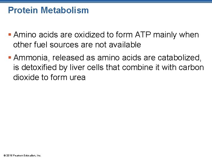 Protein Metabolism § Amino acids are oxidized to form ATP mainly when other fuel