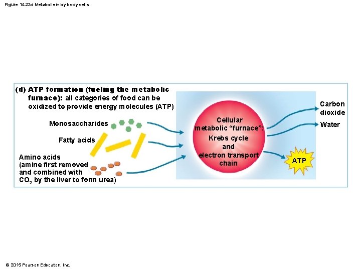 Figure 14. 22 d Metabolism by body cells. (d) ATP formation (fueling the metabolic