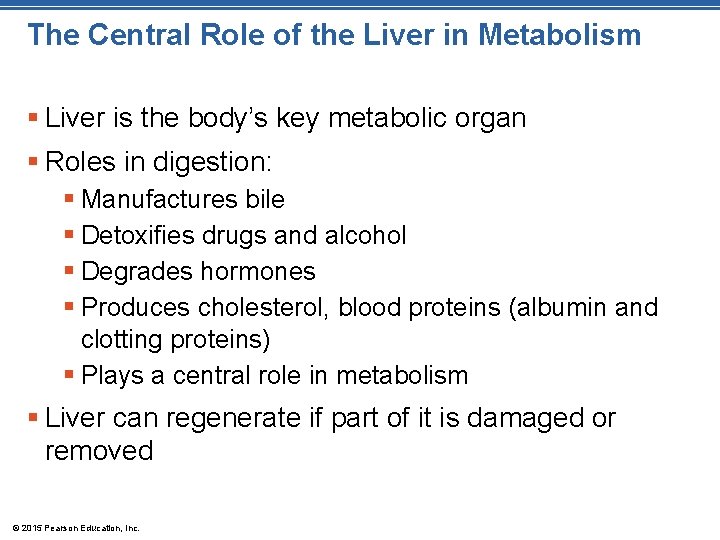 The Central Role of the Liver in Metabolism § Liver is the body’s key
