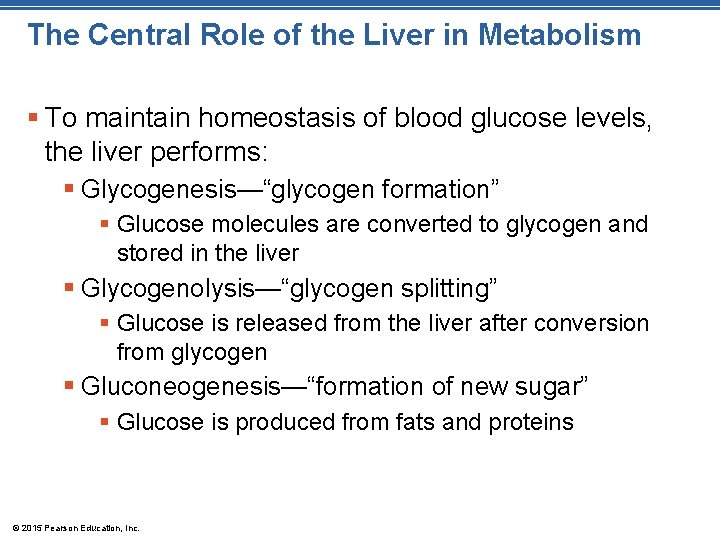 The Central Role of the Liver in Metabolism § To maintain homeostasis of blood