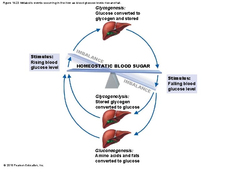 Figure 14. 23 Metabolic events occurring in the liver as blood glucose levels rise