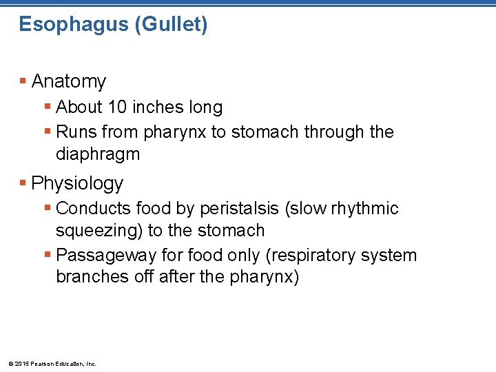 Esophagus (Gullet) § Anatomy § About 10 inches long § Runs from pharynx to