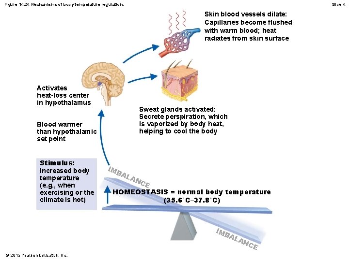 Figure 14. 24 Mechanisms of body temperature regulation. Slide 4 Skin blood vessels dilate: