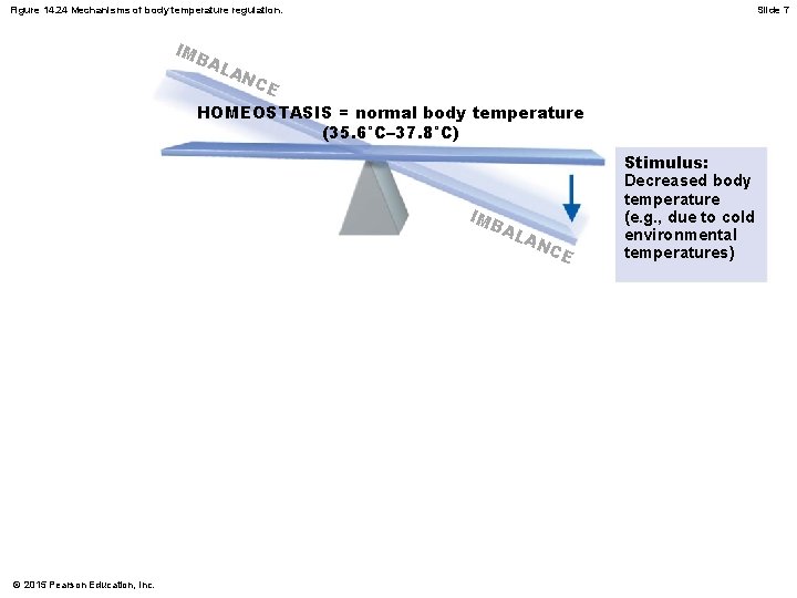 Figure 14. 24 Mechanisms of body temperature regulation. IM B AL Slide 7 AN