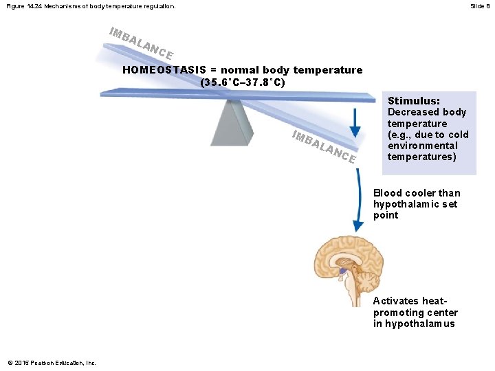 Figure 14. 24 Mechanisms of body temperature regulation. IM B AL Slide 8 AN