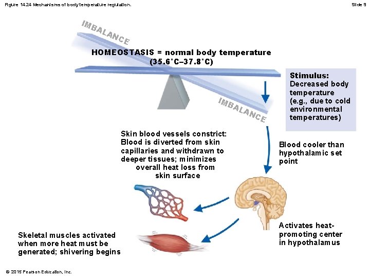 Figure 14. 24 Mechanisms of body temperature regulation. IM B AL Slide 9 AN