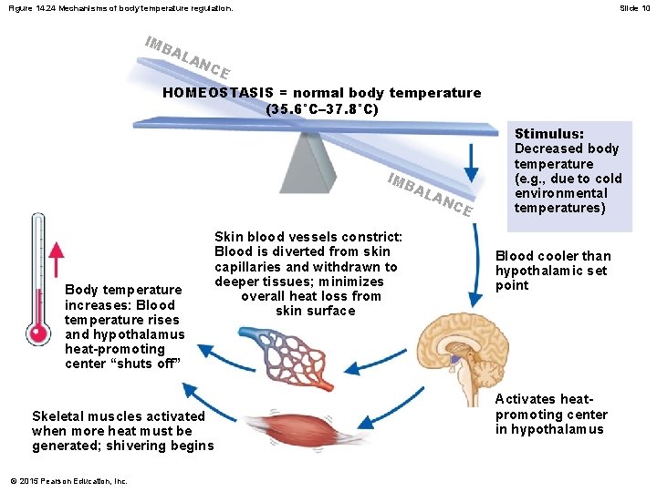 Figure 14. 24 Mechanisms of body temperature regulation. IM B AL Slide 10 AN