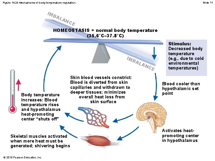 Figure 14. 24 Mechanisms of body temperature regulation. IM B AL Slide 11 AN