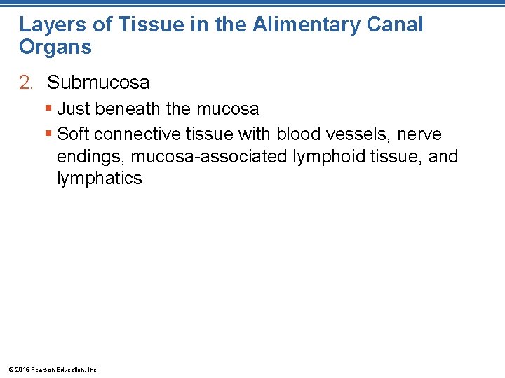 Layers of Tissue in the Alimentary Canal Organs 2. Submucosa § Just beneath the