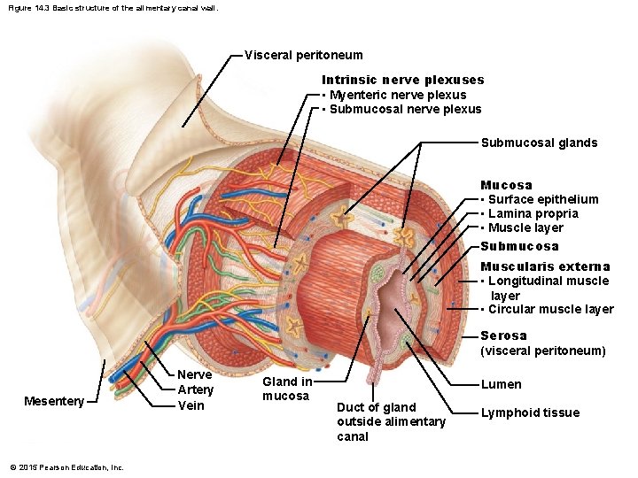 Figure 14. 3 Basic structure of the alimentary canal wall. Visceral peritoneum Intrinsic nerve