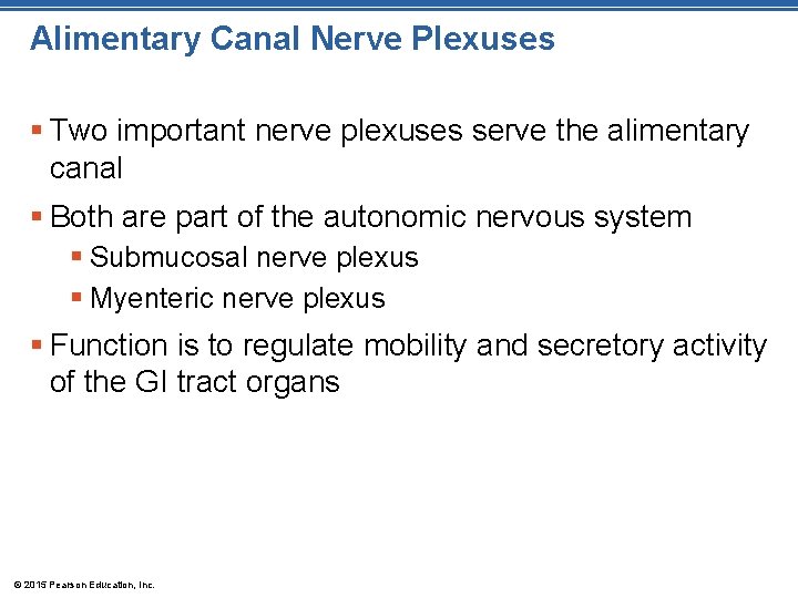 Alimentary Canal Nerve Plexuses § Two important nerve plexuses serve the alimentary canal §