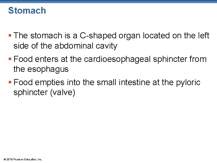 Stomach § The stomach is a C-shaped organ located on the left side of