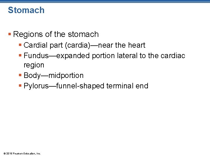 Stomach § Regions of the stomach § Cardial part (cardia)—near the heart § Fundus—expanded