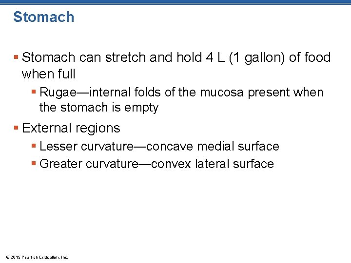 Stomach § Stomach can stretch and hold 4 L (1 gallon) of food when