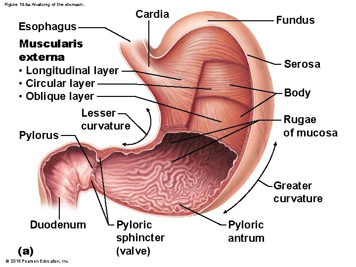 Figure 14. 4 a Anatomy of the stomach. Cardia Fundus Esophagus Muscularis externa •