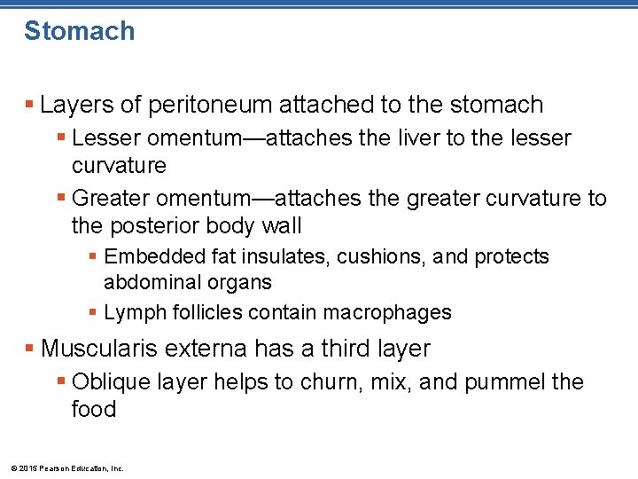 Stomach § Layers of peritoneum attached to the stomach § Lesser omentum—attaches the liver