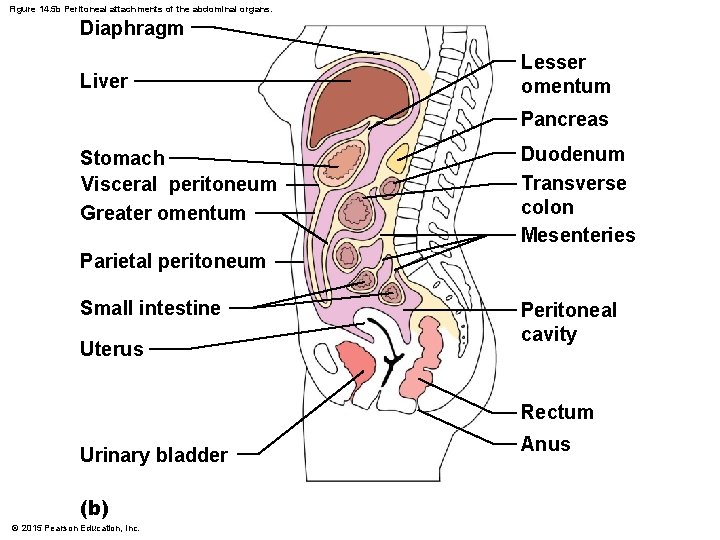 Figure 14. 5 b Peritoneal attachments of the abdominal organs. Diaphragm Liver Lesser omentum