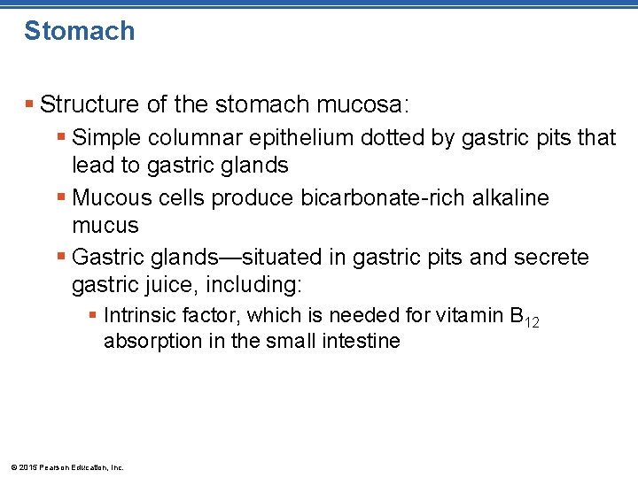 Stomach § Structure of the stomach mucosa: § Simple columnar epithelium dotted by gastric