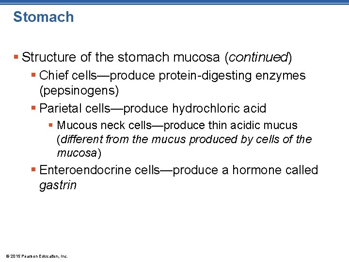 Stomach § Structure of the stomach mucosa (continued) § Chief cells—produce protein-digesting enzymes (pepsinogens)