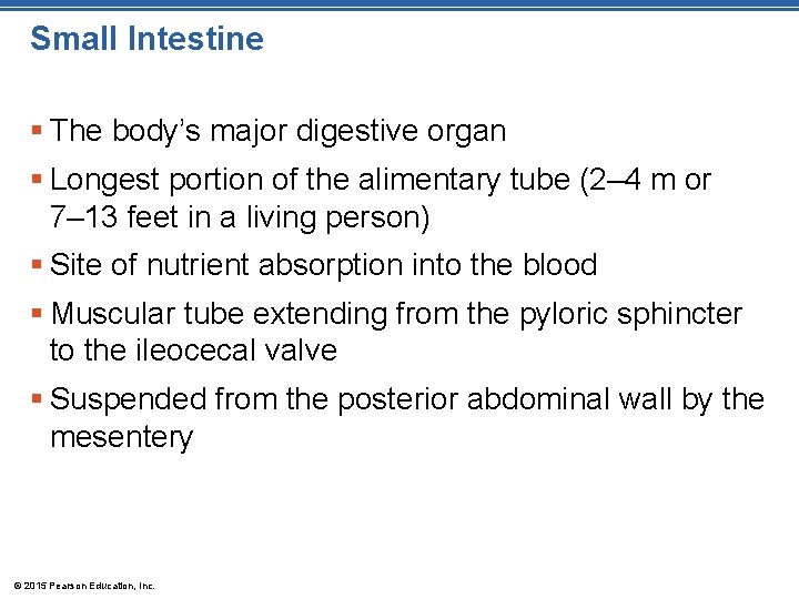 Small Intestine § The body’s major digestive organ § Longest portion of the alimentary