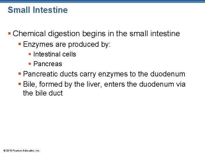 Small Intestine § Chemical digestion begins in the small intestine § Enzymes are produced
