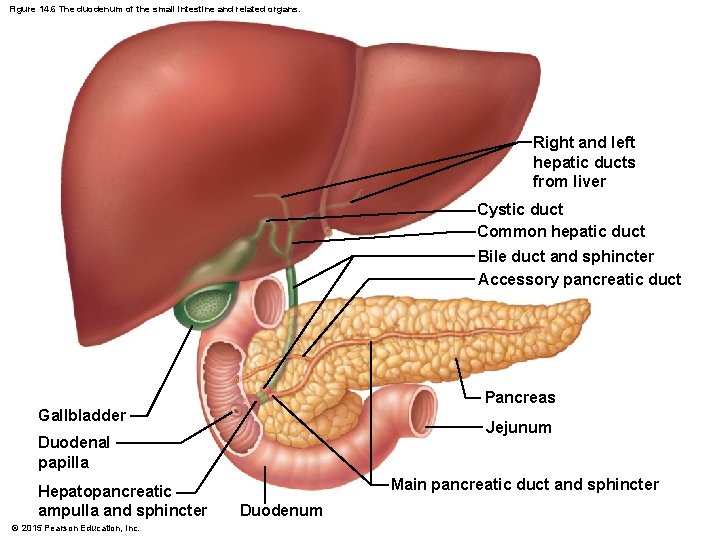 Figure 14. 6 The duodenum of the small intestine and related organs. Right and