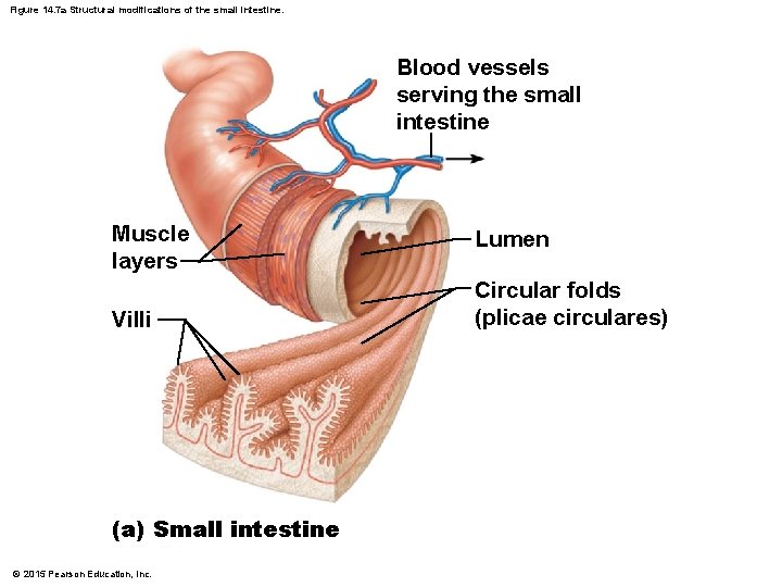 Figure 14. 7 a Structural modifications of the small intestine. Blood vessels serving the