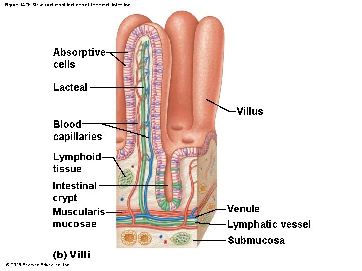 Figure 14. 7 b Structural modifications of the small intestine. Absorptive cells Lacteal Villus