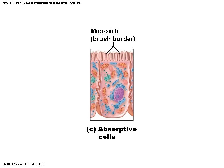 Figure 14. 7 c Structural modifications of the small intestine. Microvilli (brush border) (c)