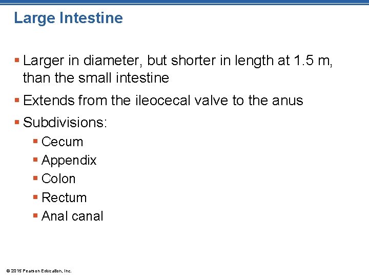 Large Intestine § Larger in diameter, but shorter in length at 1. 5 m,