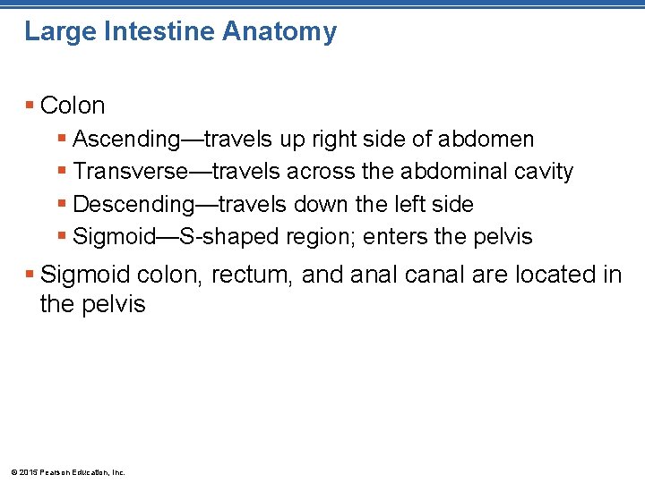 Large Intestine Anatomy § Colon § Ascending—travels up right side of abdomen § Transverse—travels