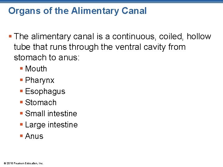 Organs of the Alimentary Canal § The alimentary canal is a continuous, coiled, hollow